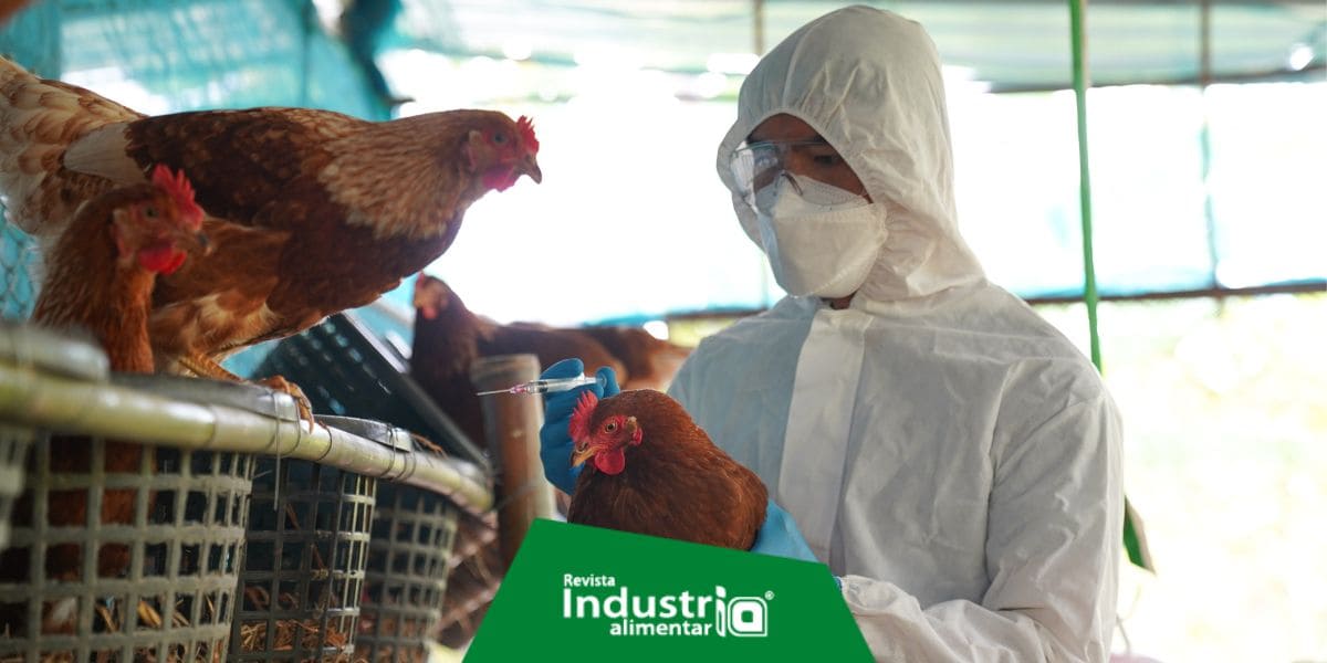 Gripe aviar: se inicia la vacunación de aves de corral en Ica